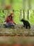 Affiche de Melody pour un ours